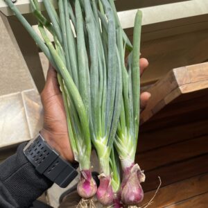 Spring Onions