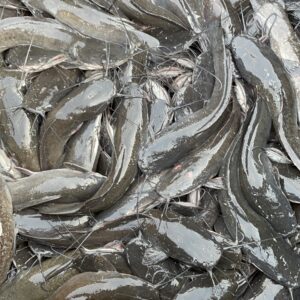 Live Catfish